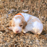 orange-CedarXChance-L2-2024-Orchard Bend Kennels