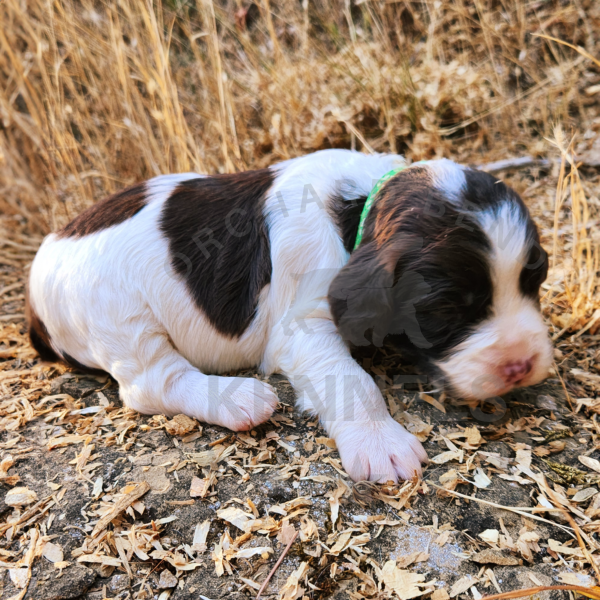 Green-CedarXChance-L2-2024-Orchard Bend Kennels