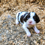 Purple-CedarXChance-L2-2024-Orchard Bend Kennels