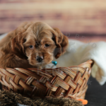 Orchard Bend Kennels - Male American Cocker Spaniel