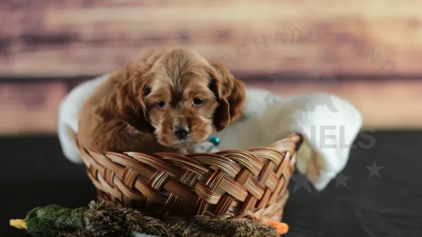 Orchard Bend Kennels - Male American Cocker Spaniel