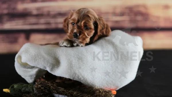 IMG Orchard Bend Kennels - Male American Cocker Spaniel2556 WillowXCopper L2 2024 LightBlue2 2