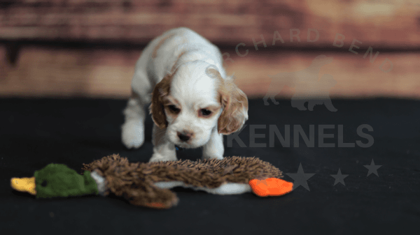 Orchard Bend Kennels - Male American Cocker Spaniel