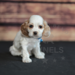 Orchard Bend Kennels - Male American Cocker Spaniel