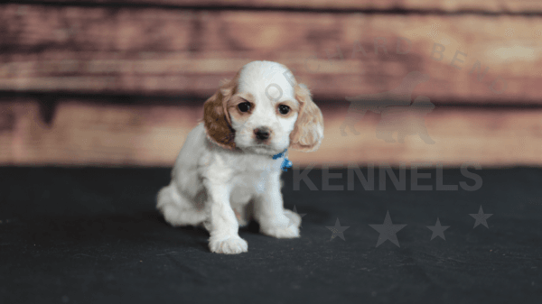 Orchard Bend Kennels - Male American Cocker Spaniel