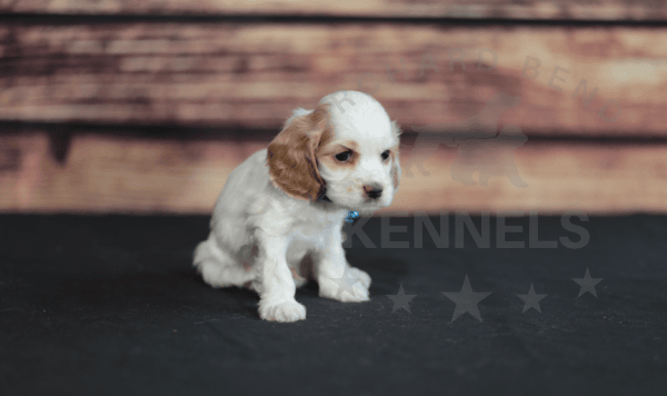 Orchard Bend Kennels - Male American Cocker Spaniel