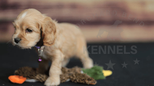 Orchard Bend Kennels - Male American Cocker Spaniel