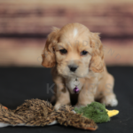 Orchard Bend Kennels - Male American Cocker Spaniel