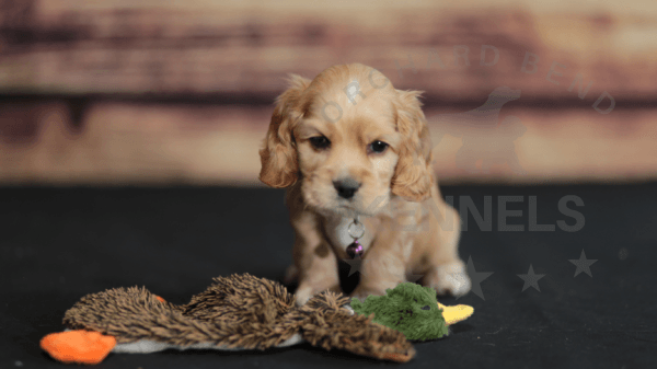 Orchard Bend Kennels - Male American Cocker Spaniel