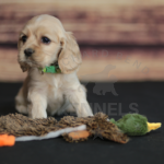 Orchard Bend Kennels - Female American Cocker Spaniel