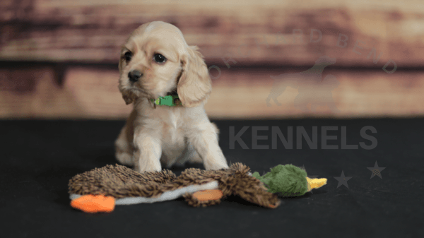 Orchard Bend Kennels - Female American Cocker Spaniel