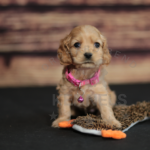 Orchard Bend Kennels - Female American Cocker Spaniel