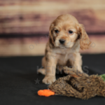 Orchard Bend Kennels - Female American Cocker Spaniel