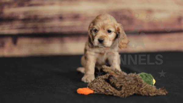 Orchard Bend Kennels - Female American Cocker Spaniel