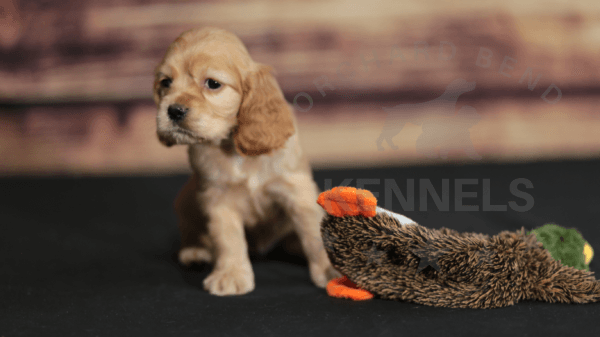 Orchard Bend Kennels - Female American Cocker Spaniel