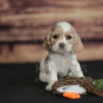 Orchard Bend Kennels - Female American Cocker Spaniel