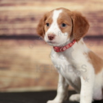 Orchard Bend Kennels - Female Brittany