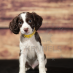 Orchard Bend Kennels - Male Brittany