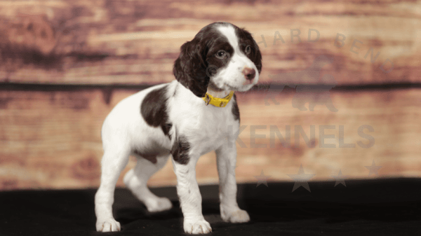 Orchard Bend Kennels - Male Brittany