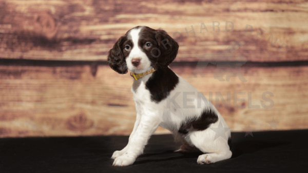 Orchard Bend Kennels - Male Brittany