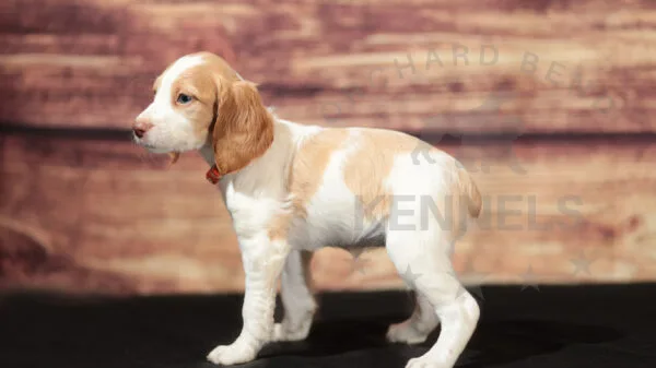 Orchard Bend Kennels - Female Brittany