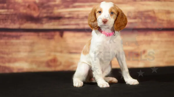 Orchard Bend Kennels - Female Brittany