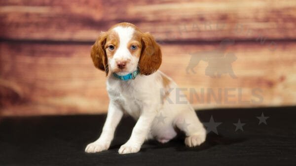 Orchard Bend Kennels - Male Brittany