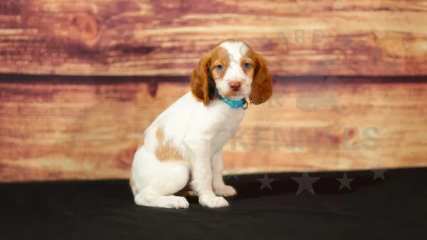 Orchard Bend Kennels - Male Brittany